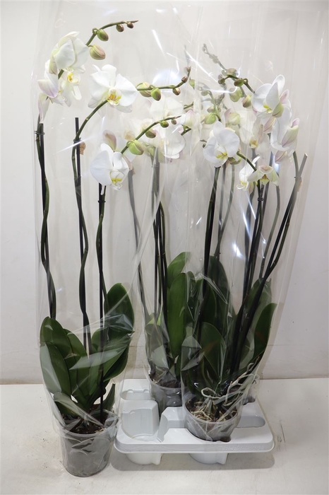 <h4>Phal Ov Wit</h4>