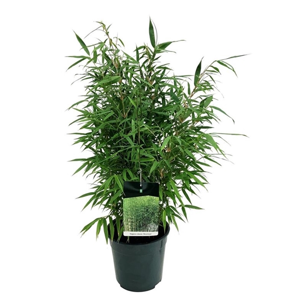 <h4>Fargesia robusta 'Wenchuan'</h4>