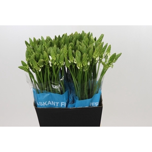 Ornithogalum Mount Fuji