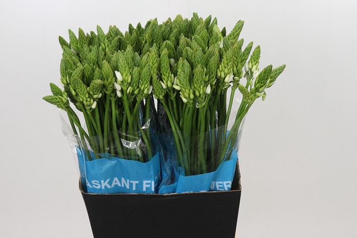 <h4>Ornithogalum Mount Fuji</h4>
