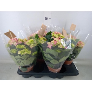 Hydrangea mac. 'Early Rosa'