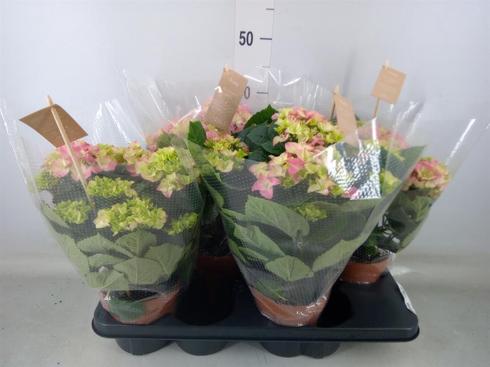 <h4>Hydrangea mac. 'Early Rosa'</h4>