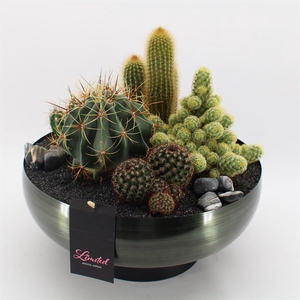 Arr.  Cactus H%
