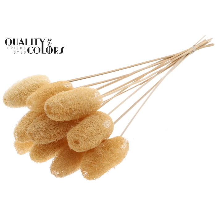 <h4>Luffa Mini on stem Natural</h4>