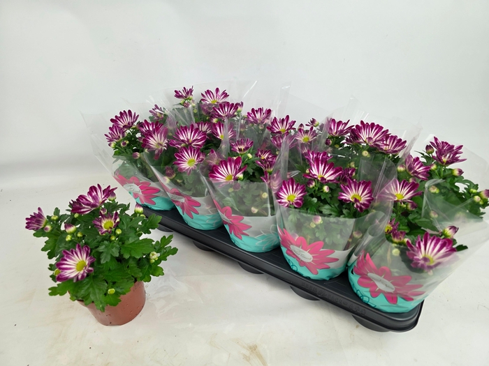 <h4>CHRYS SENSINA</h4>