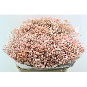 Gyps Pa. Coral/salmon