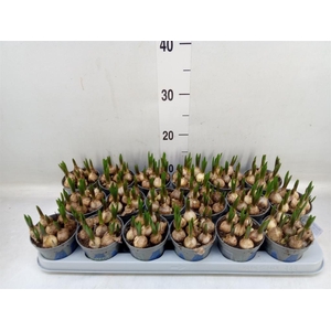 Muscari  'Magic Blue'