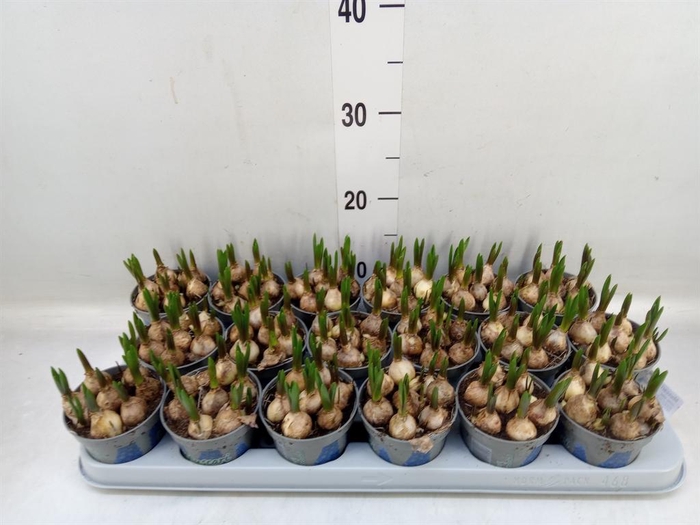 <h4>Muscari  'Magic Blue'</h4>