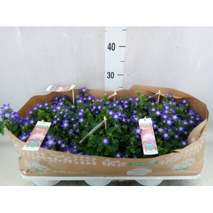 Campanula posch. 'Adansa Purple'