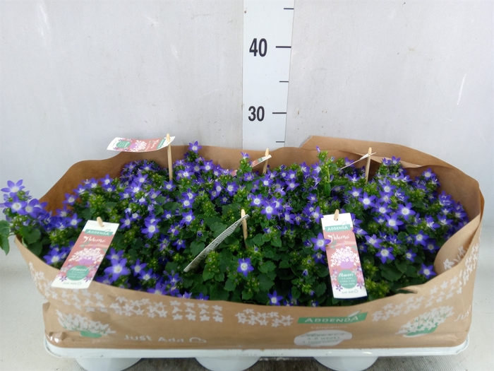 <h4>Campanula posch. 'Adansa Purple'</h4>