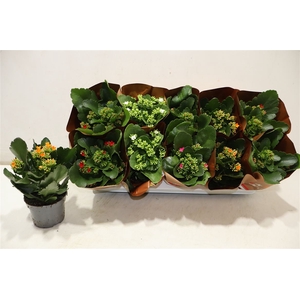 arr8 Kal En Gem 5 Kl