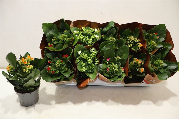 <h4>arr8 Kal En Gem 5 Kl</h4>