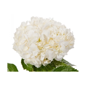 HYDRANGEA WHITE PREMIUM