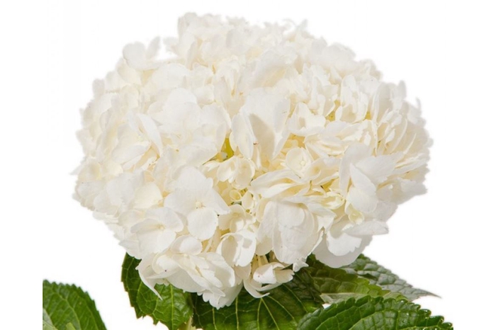 <h4>HYDRANGEA WHITE PREMIUM</h4>