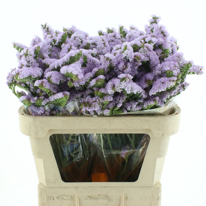 <h4>Limonium St Milka Birds X50</h4>