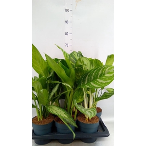 Aglaonema   ...mix