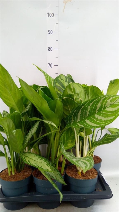 <h4>Aglaonema ...mix</h4>