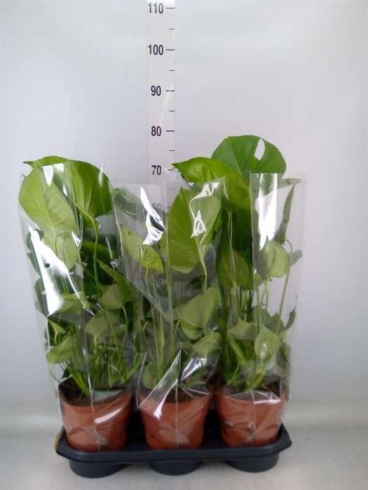 <h4>Monstera delic.</h4>