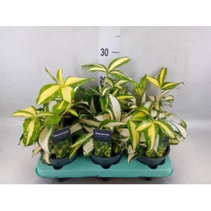 Dracaena