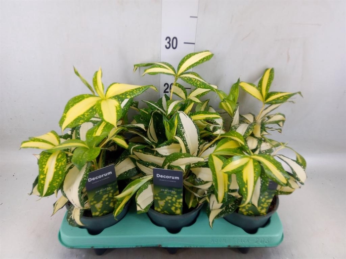<h4>Dracaena</h4>