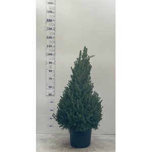 PICEA GL CONICA