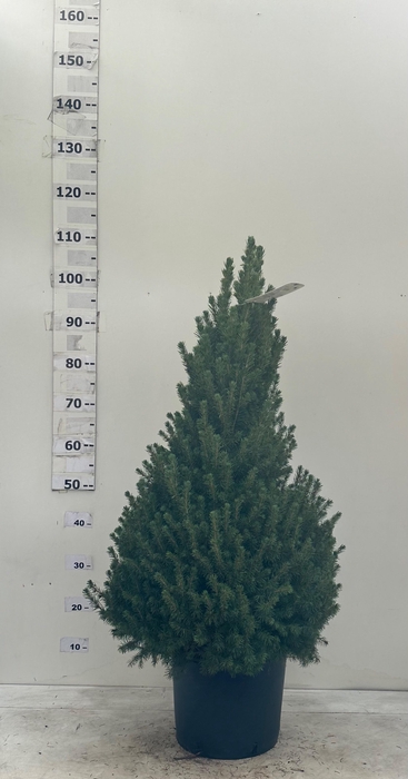 <h4>PICEA GL CONICA</h4>