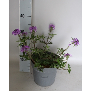 vaste planten 19 cm  Verbena canadensis Purple