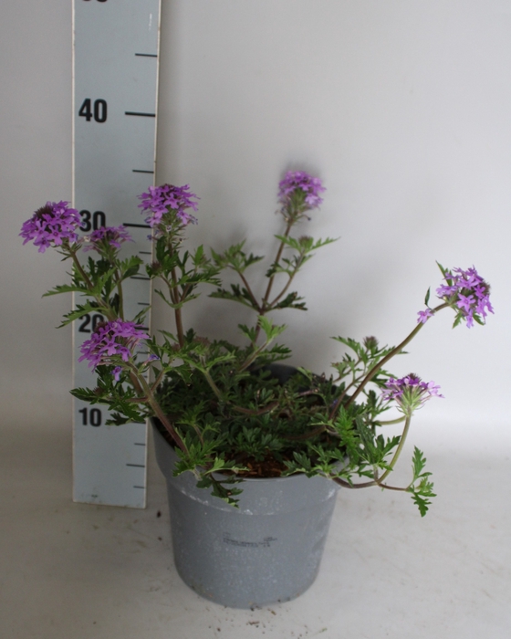 <h4>vaste planten 19 cm  Verbena canadensis Purple</h4>