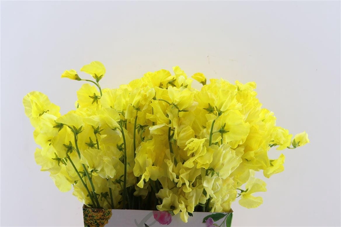 <h4>Lathyr Odor Yellow</h4>