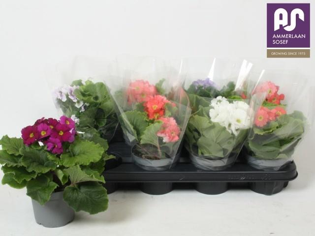 <h4>PRIM OB TM GEM</h4>