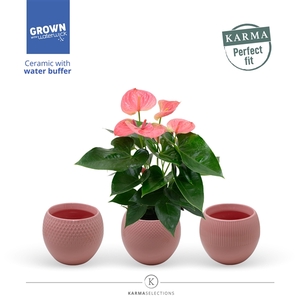 Anthurium - Karma Pink | sierpot + patroon