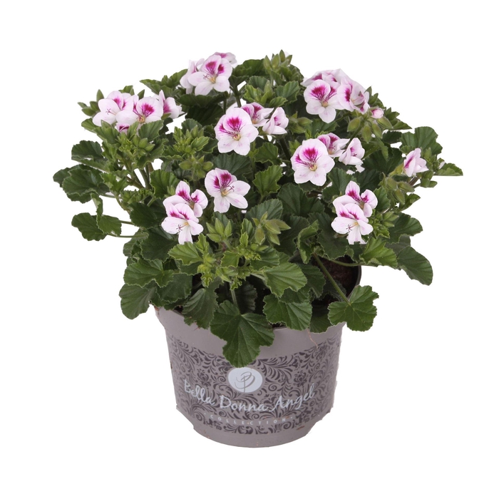 <h4>Pelargonium gran. ..</h4>
