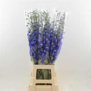 Delphinium DU 'Dev Navy Blue'