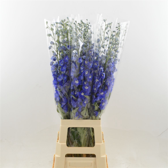 <h4>Delphinium DU 'Dev Navy Blue'</h4>