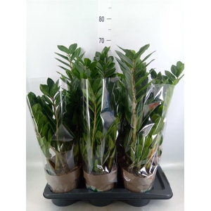 Zamioculcas zamiifolia