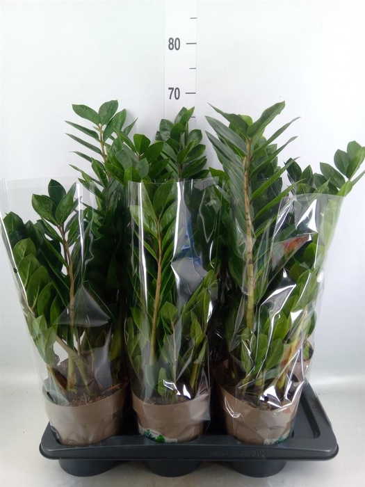 <h4>Zamioculcas zamiifolia</h4>