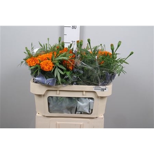Tage E Co Deep Orange