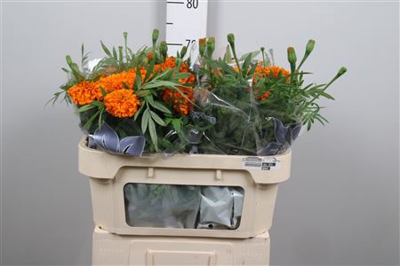 <h4>Tage E Co Deep Orange</h4>