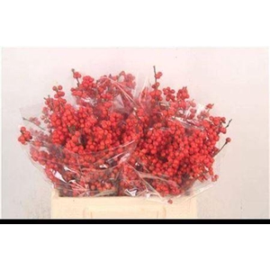 Ilex Verticilata Red Ex