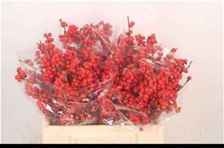 <h4>Ilex Verticilata Red Ex</h4>