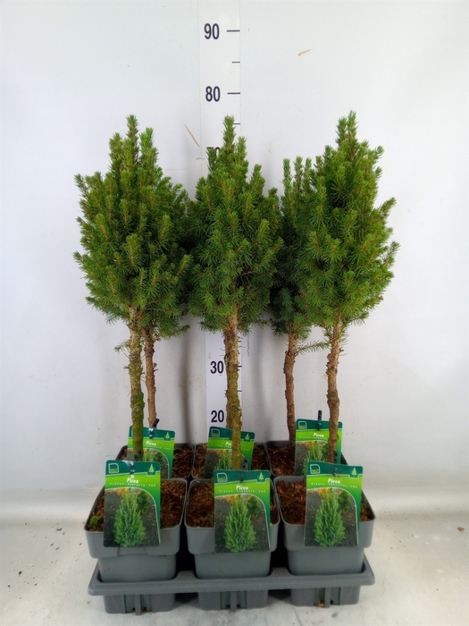 <h4>Picea glauca 'Perfecta'</h4>