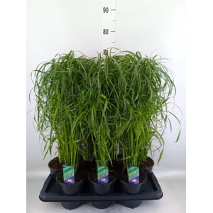 Cyperus alternifolius