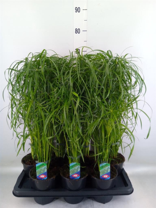 <h4>Cyperus alternifolius</h4>