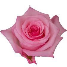 <h4>R GR JET SET</h4>