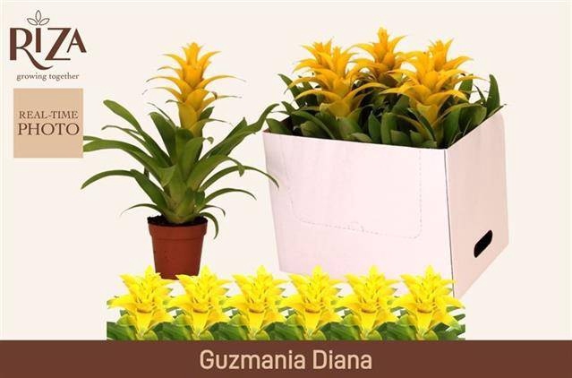 <h4>GUZM DIANA</h4>