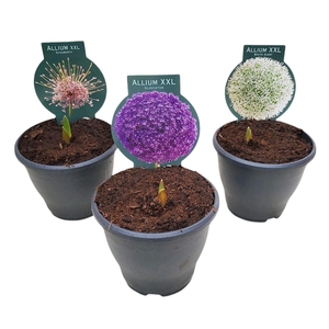 Droge bollen Allium (bol)