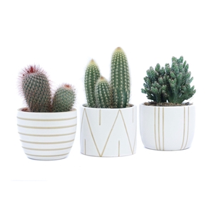 Cactus 10,5 cm in eksjo sierpot