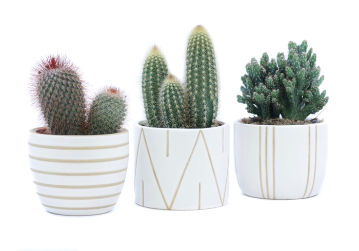 <h4>Cactus 10,5 cm in eksjo sierpot</h4>