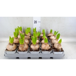 Hyacinthus orie. 'Pearl White'