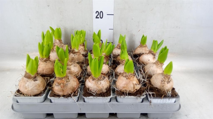 <h4>Hyacinthus orie. 'Pearl White'</h4>